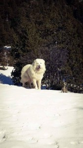 20842149_1867493609944008_2265783233297788606_n