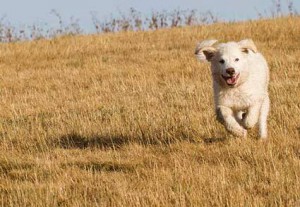 20882125_1863123880380981_4524982312686319457_n