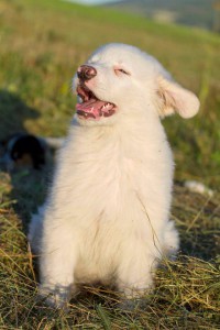 20915341_1863123890380980_1531718899572266976_n