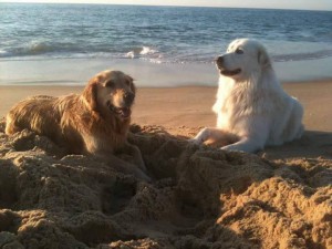 21034546_1867493659944003_1183539404347661086_n