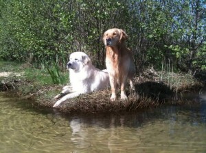 21077464_1867493713277331_1569588925058944540_n