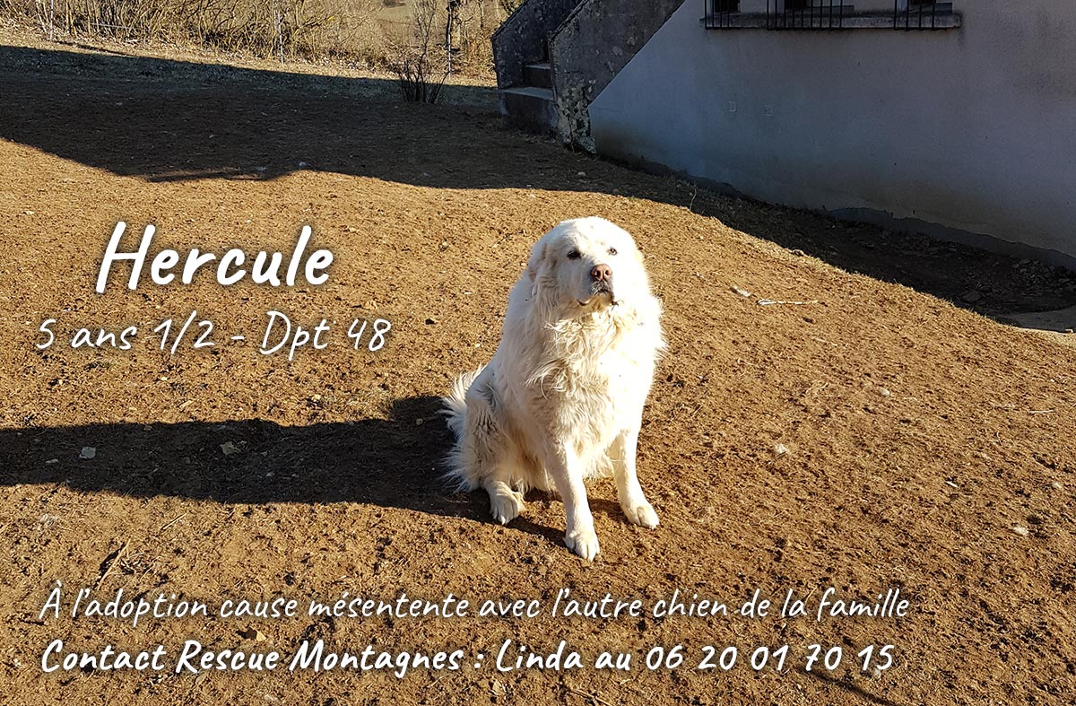 hercule