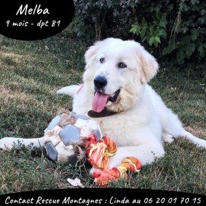 melba